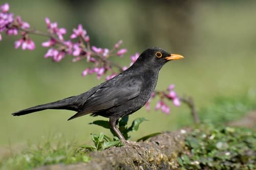欧乌鸫